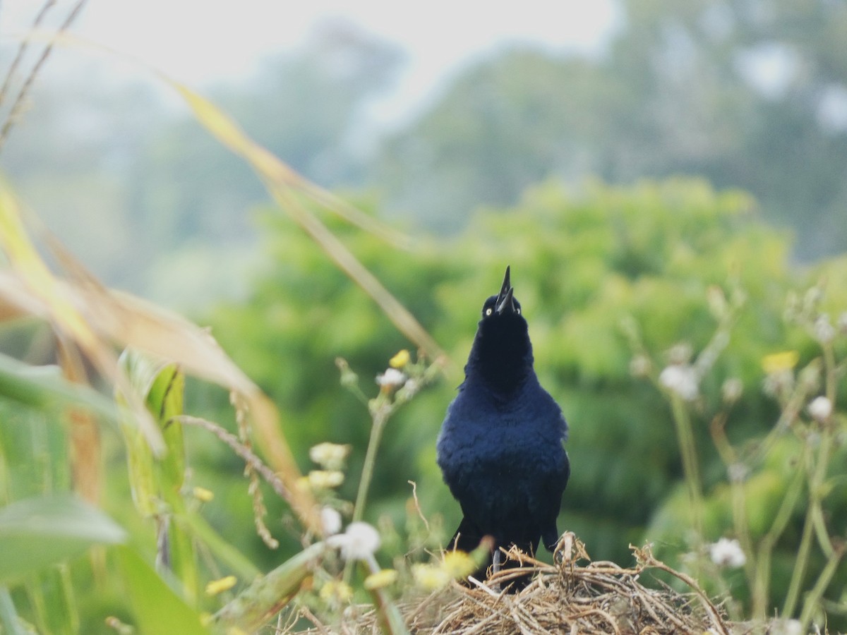 Great-tailed Grackle - ML633038197