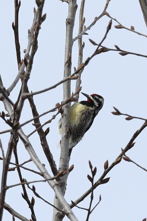 Yellow-bellied Sapsucker - ML633038276