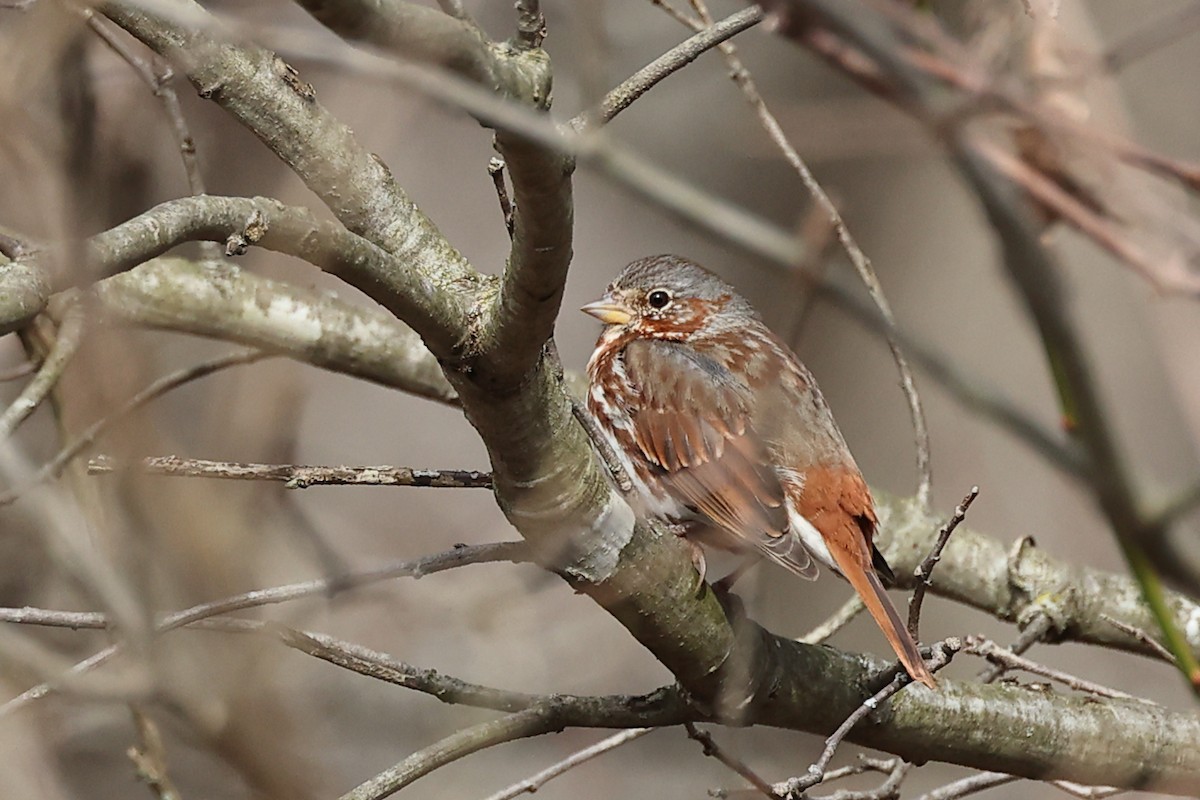 Fox Sparrow (Red) - ML633038298