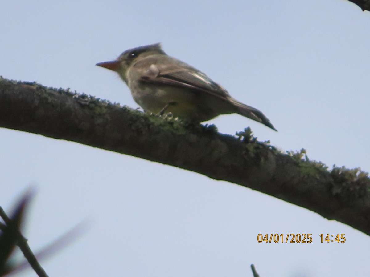Greater Pewee - ML633038600