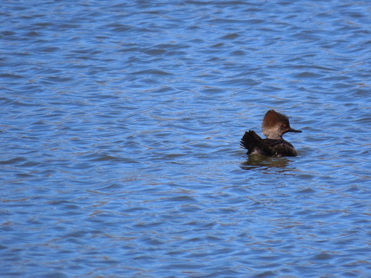Hooded Merganser - ML633038715