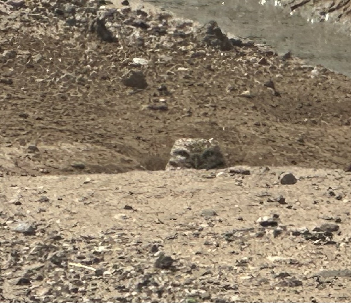 Burrowing Owl - ML633038723