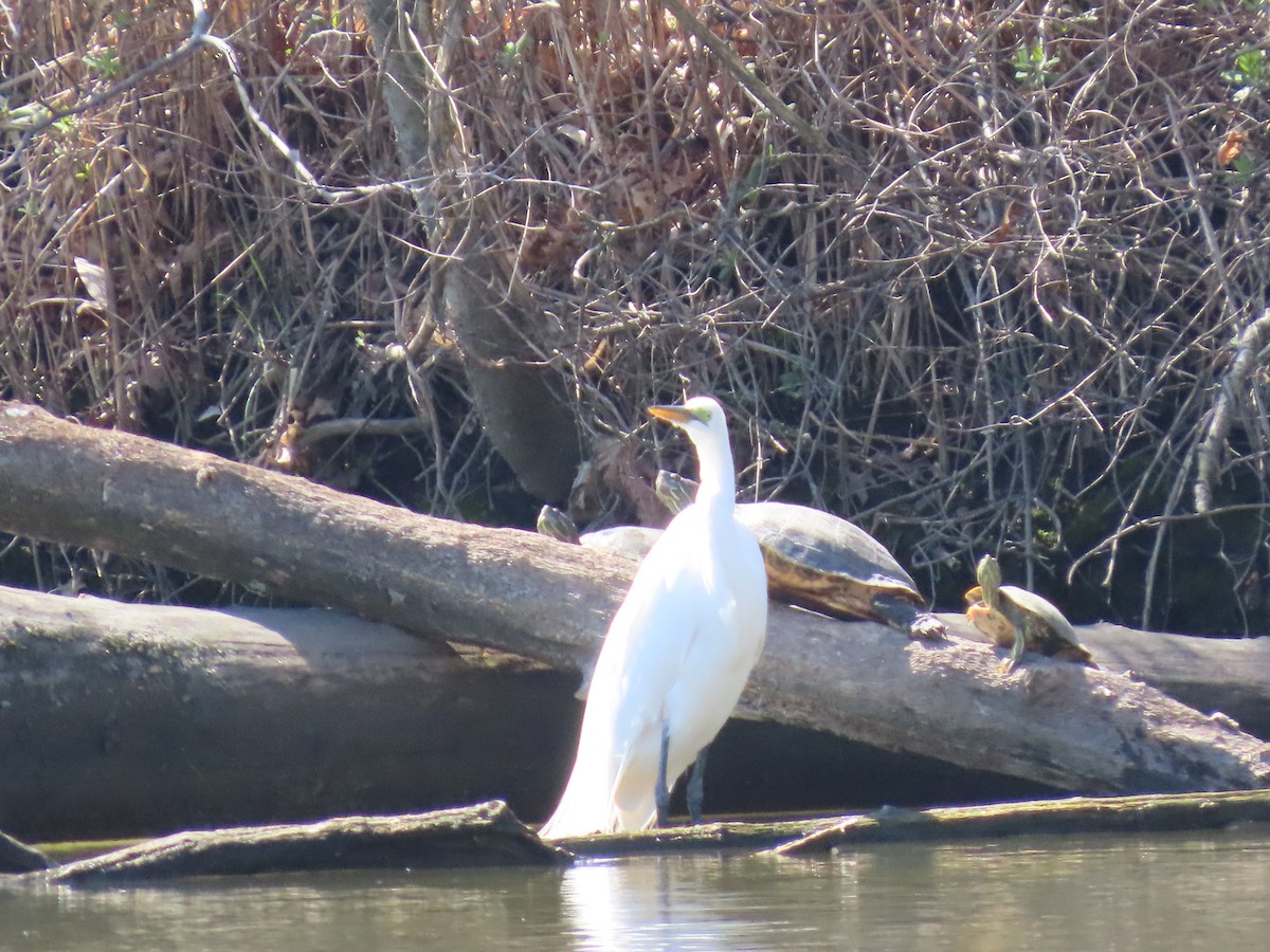 Great Egret - ML633038738