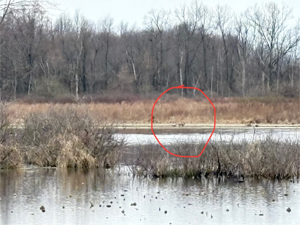 Greater White-fronted Goose - ML633038753
