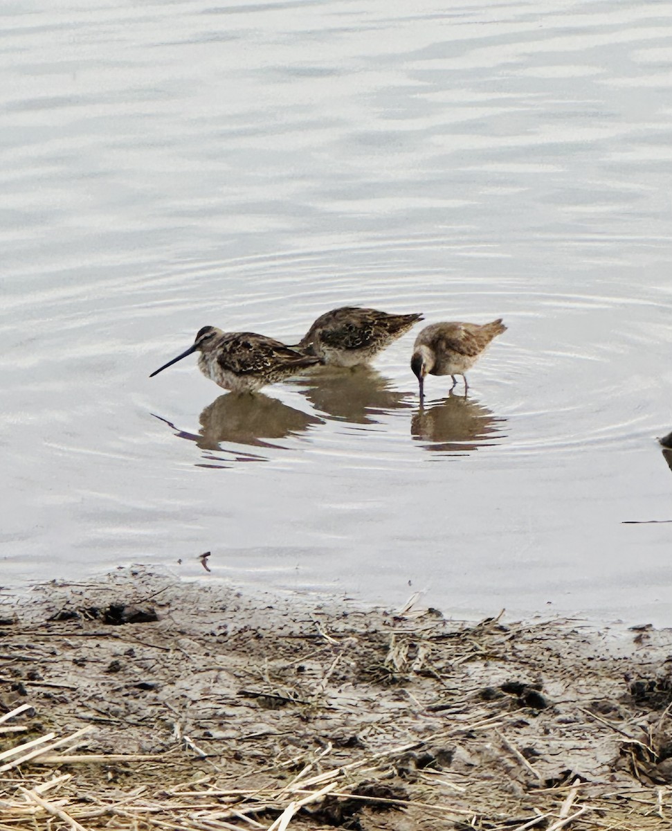 Long-billed Dowitcher - ML633038756