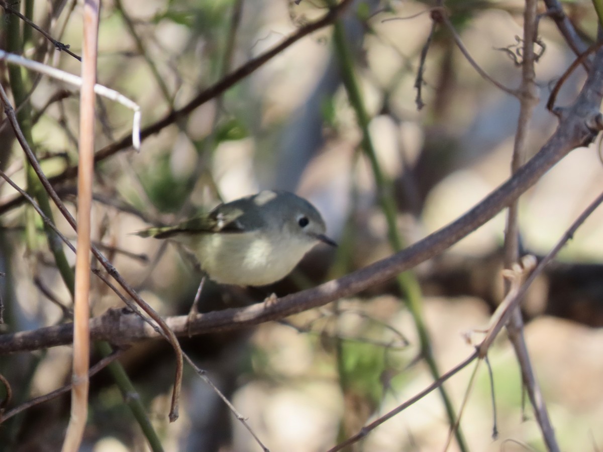 Ruby-crowned Kinglet - ML633038762