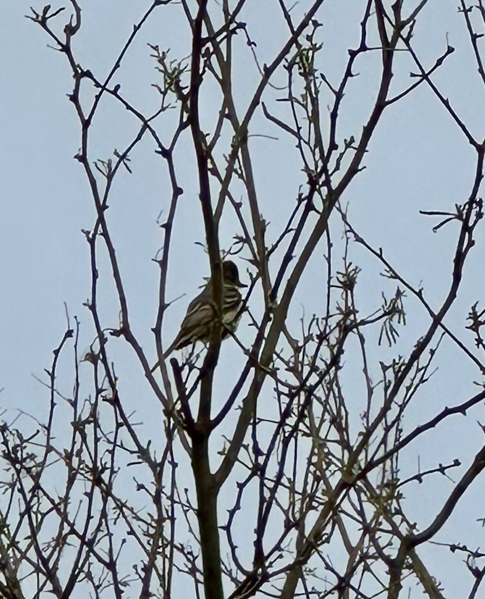 Ash-throated Flycatcher - ML633038767