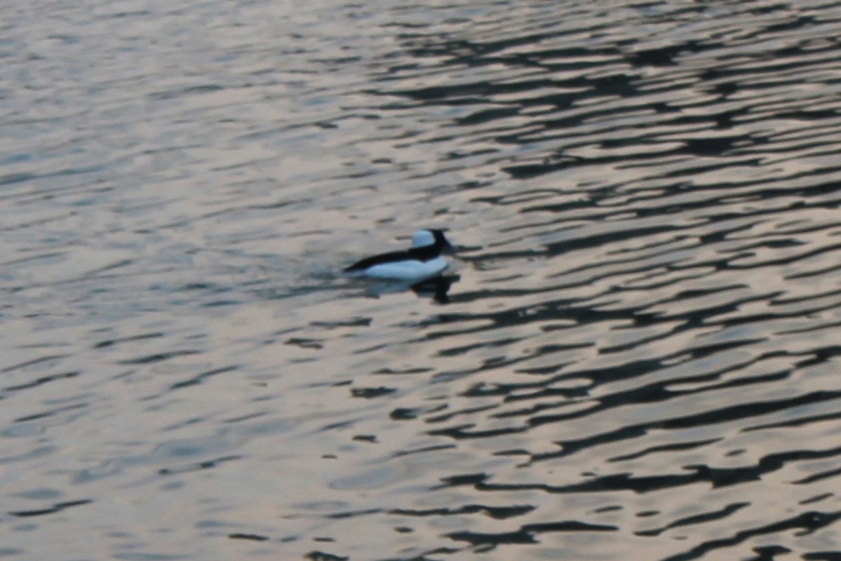 hohol bělavý - ML633038861