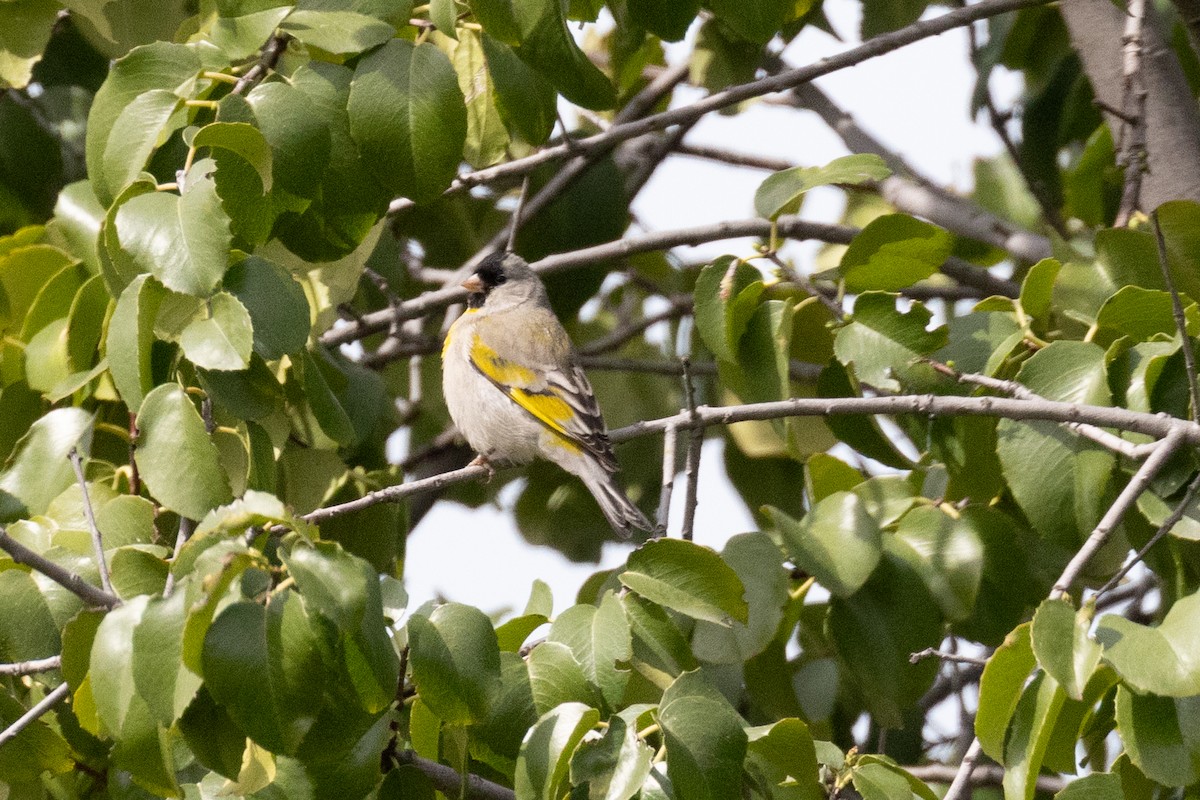Lawrence's Goldfinch - ML633038893