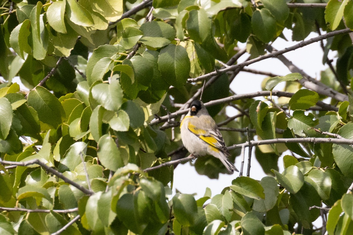 Lawrence's Goldfinch - ML633038894