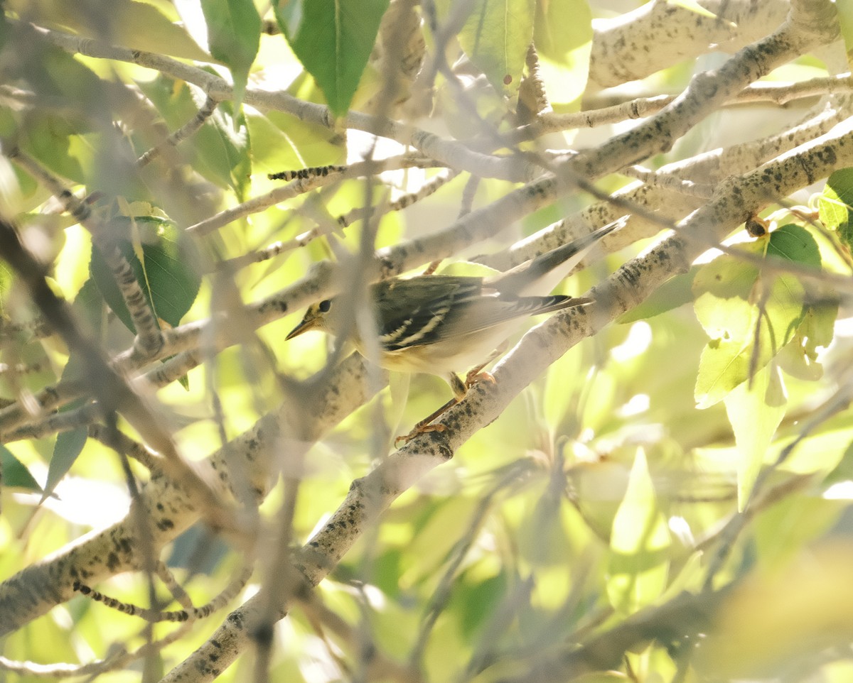 Blackpoll Warbler - ML633039003