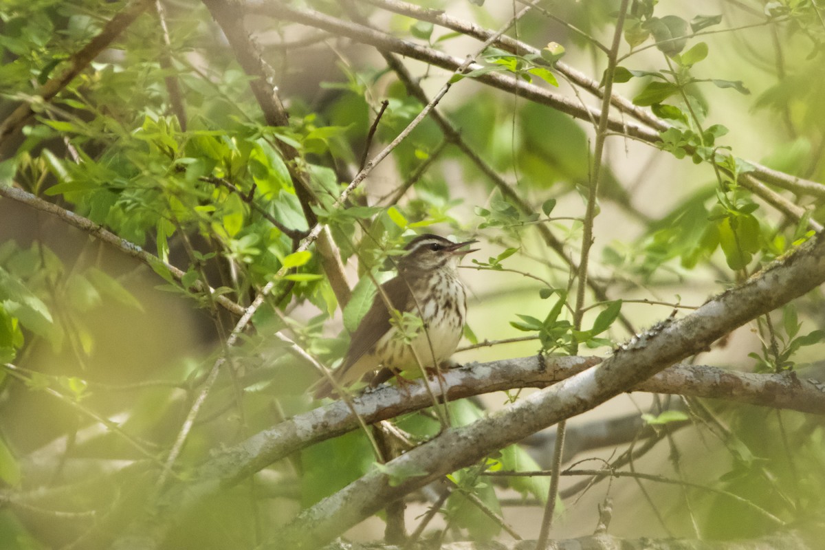 Louisiana Waterthrush - ML633039108