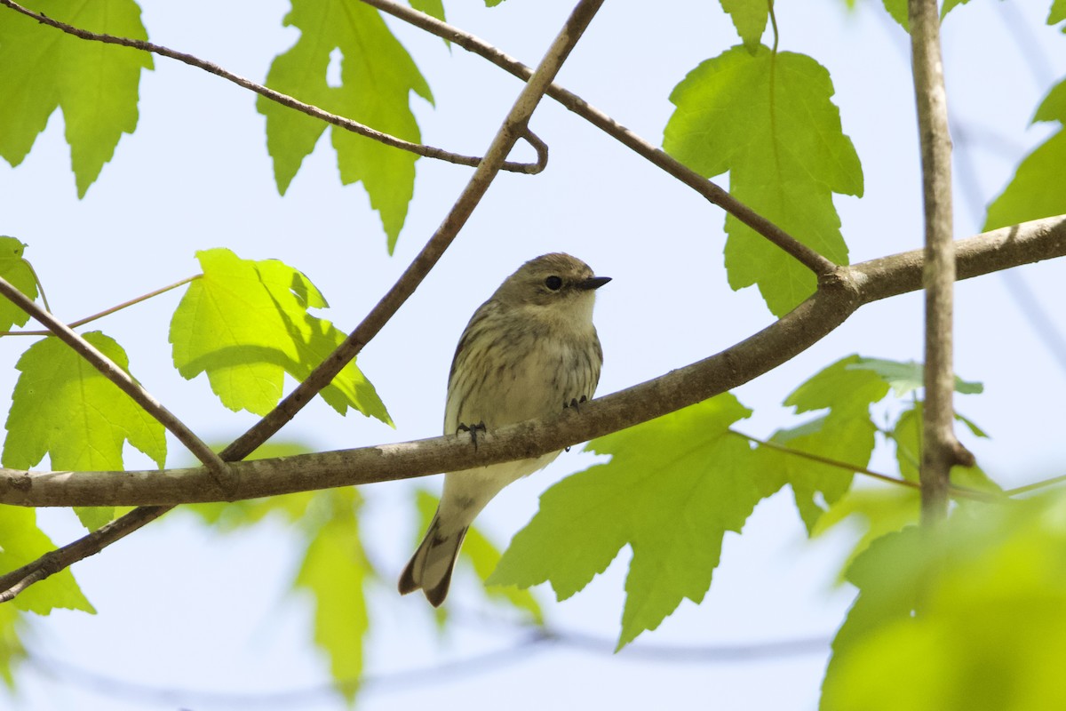 Yellow-rumped Warbler - ML633039117