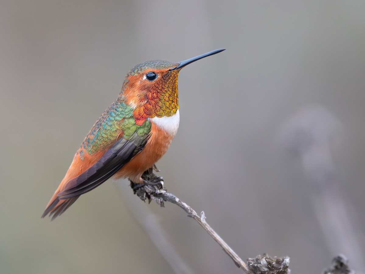 Humming Bird 【公式通販】