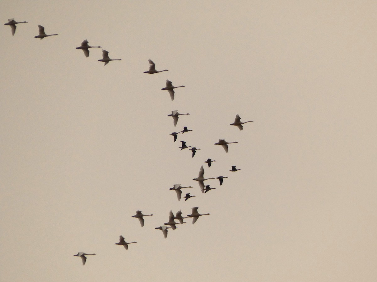 Greater White-fronted Goose (Western) - ML633039156