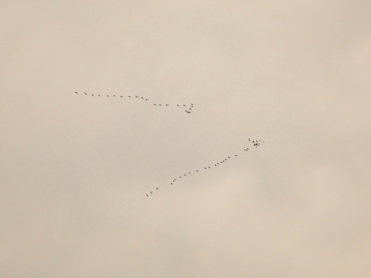 Tundra Swan (Whistling) - ML633039162