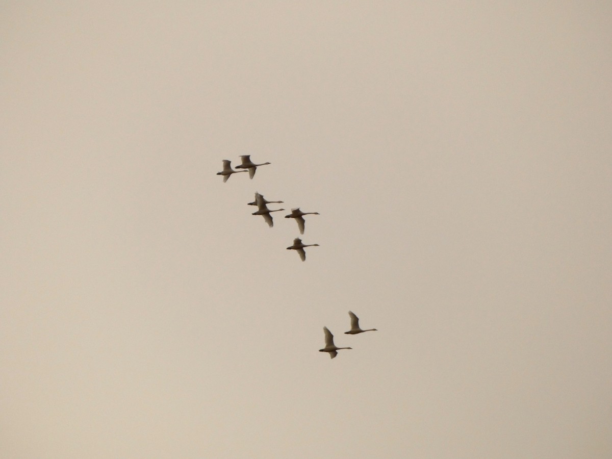 Tundra Swan (Whistling) - ML633039163