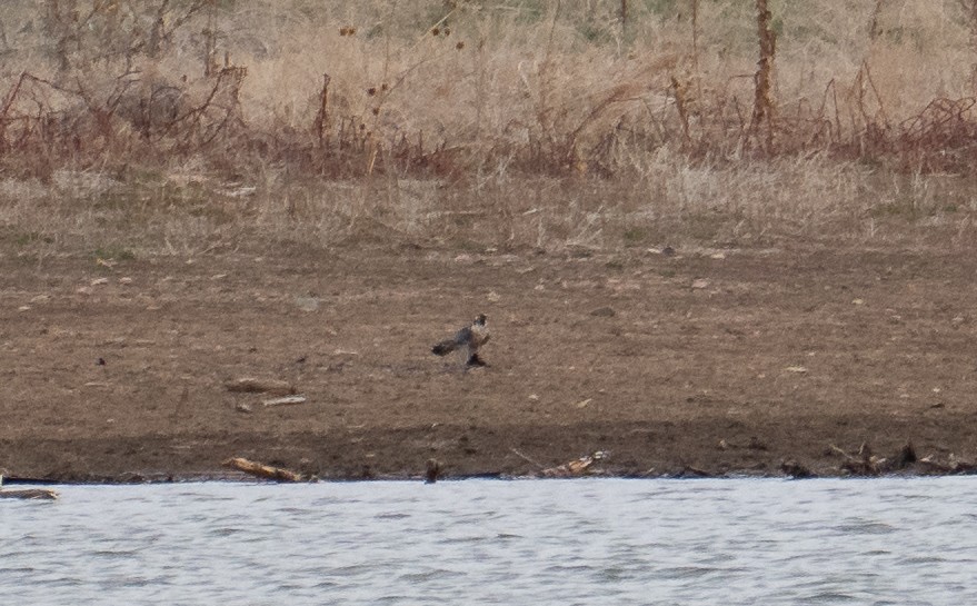 Halcón Peregrino - ML633039216
