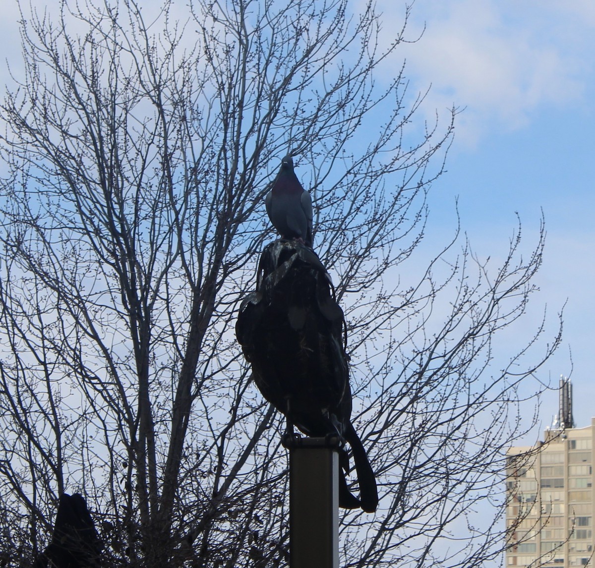 holub skalní (domácí) - ML633039243