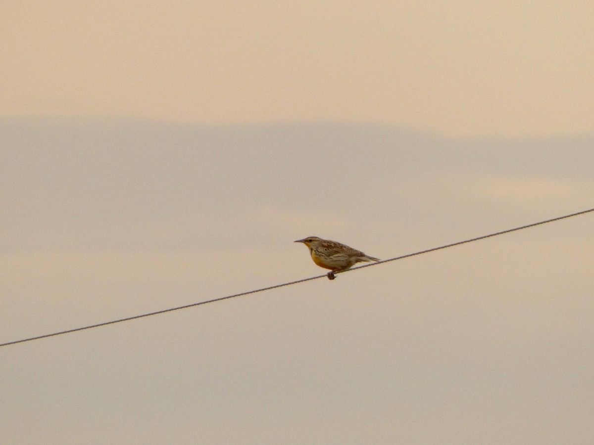Western/Eastern Meadowlark - ML633039319