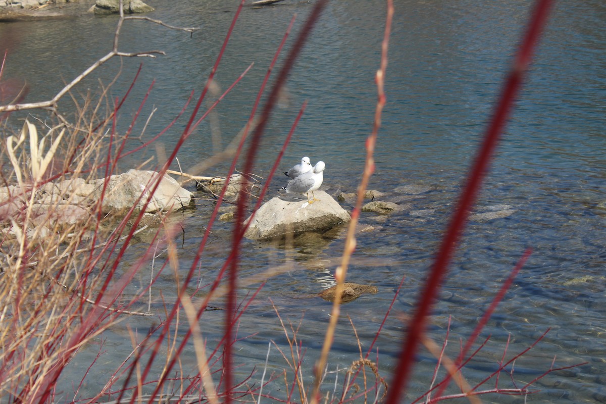 racek kroužkozobý - ML633039358