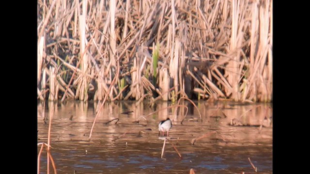 Black-necked Stilt - ML633039387