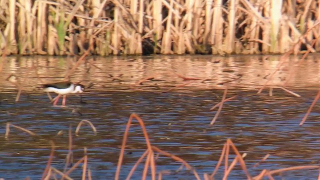 Black-necked Stilt - ML633039390
