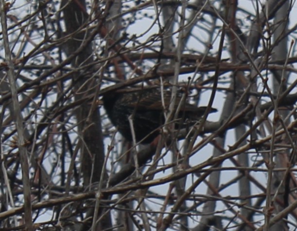 špaček obecný - ML633039457