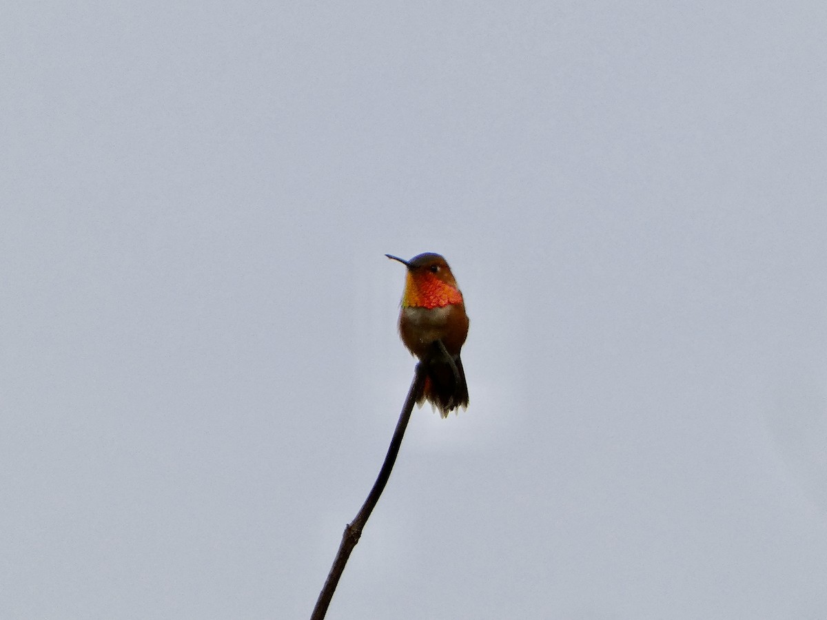 Rufous Hummingbird - ML633039771