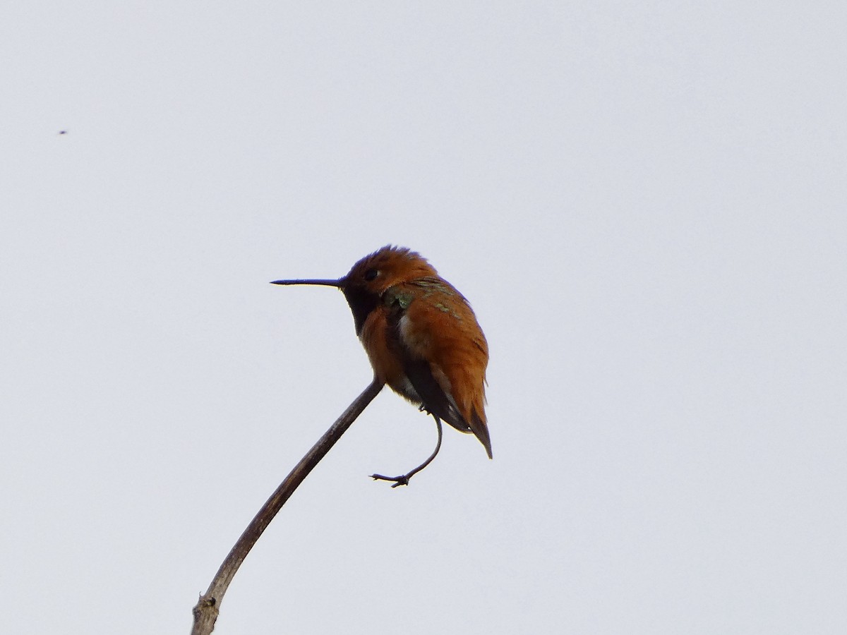 Rufous Hummingbird - ML633039781