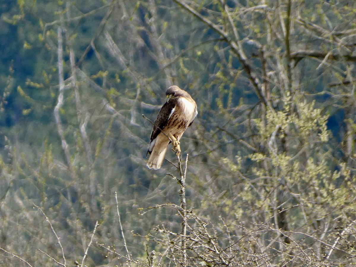 Red-tailed Hawk - ML633039790
