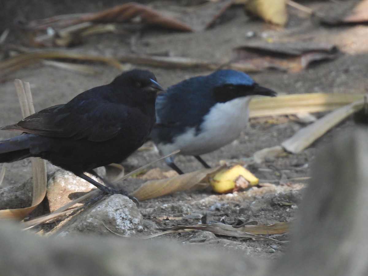 Blue-and-white Mockingbird - ML633039832