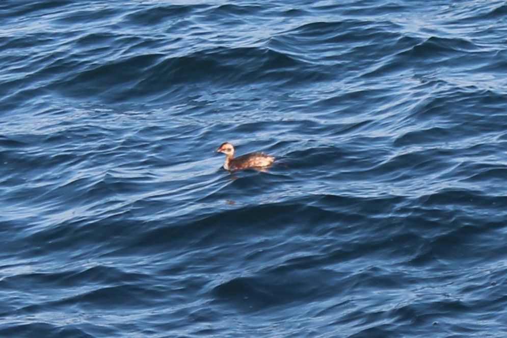 potápka žlutorohá - ML633039845