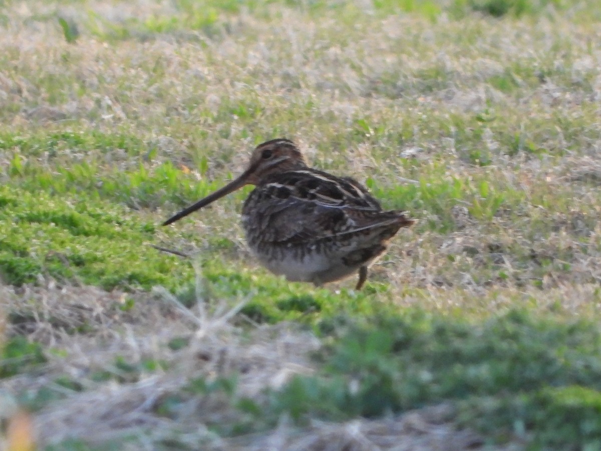 Wilson's Snipe - ML633039923