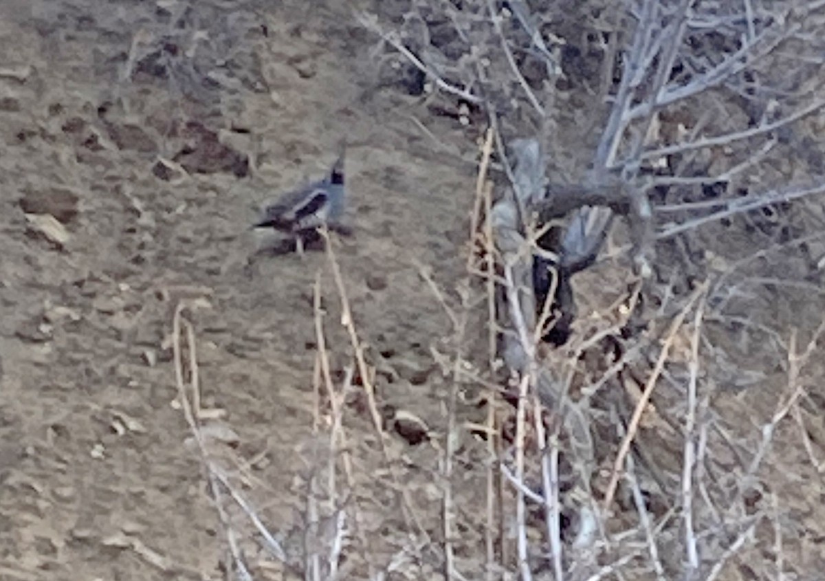 Mountain Quail - ML633040019