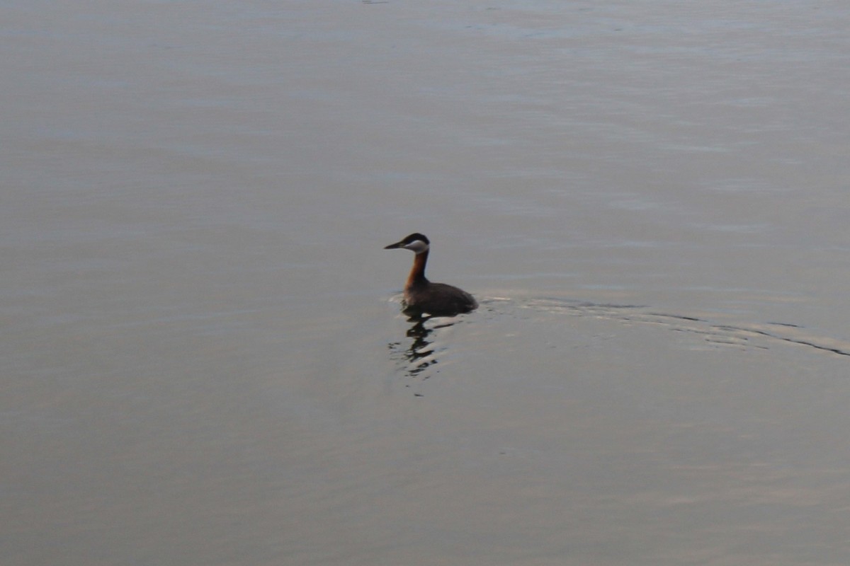 potápka rudokrká - ML633040057