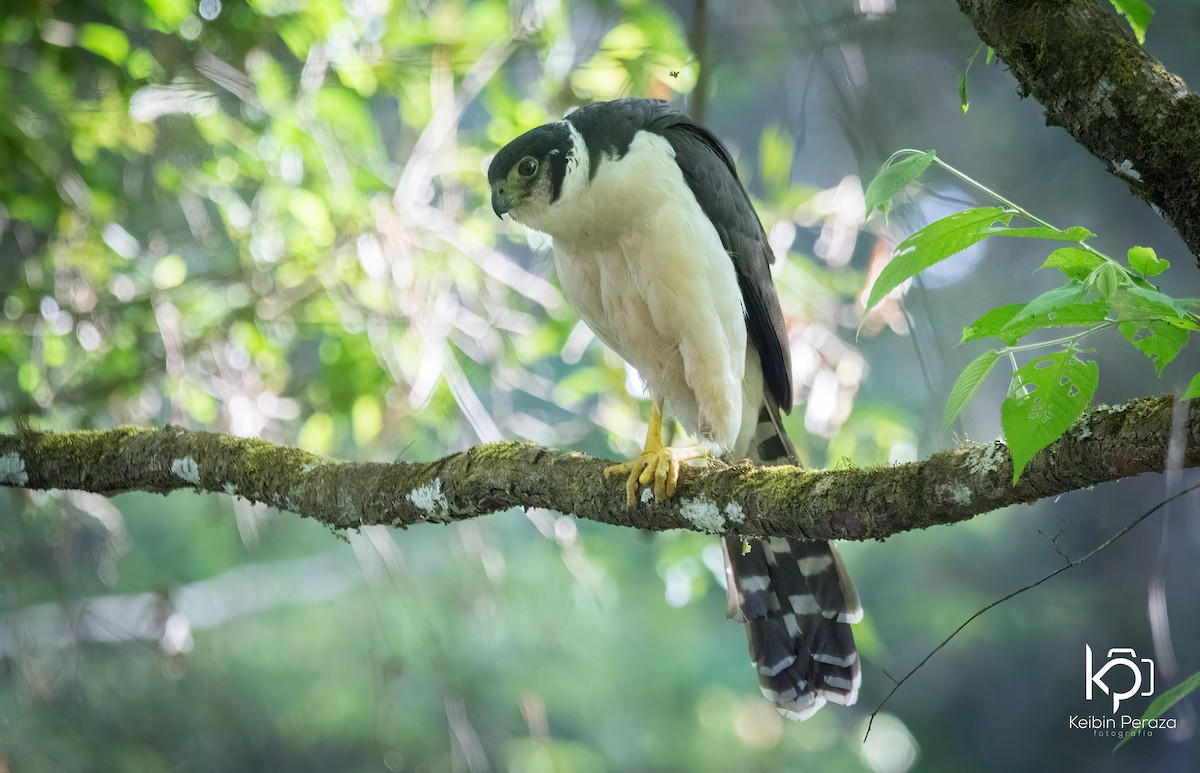 Kappenwaldfalke - ML633040117