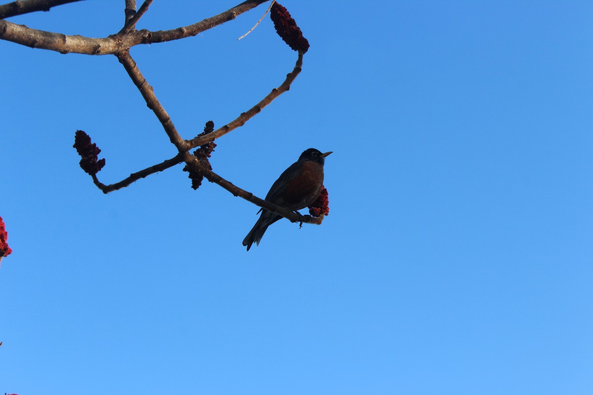 drozd stěhovavý - ML633040148