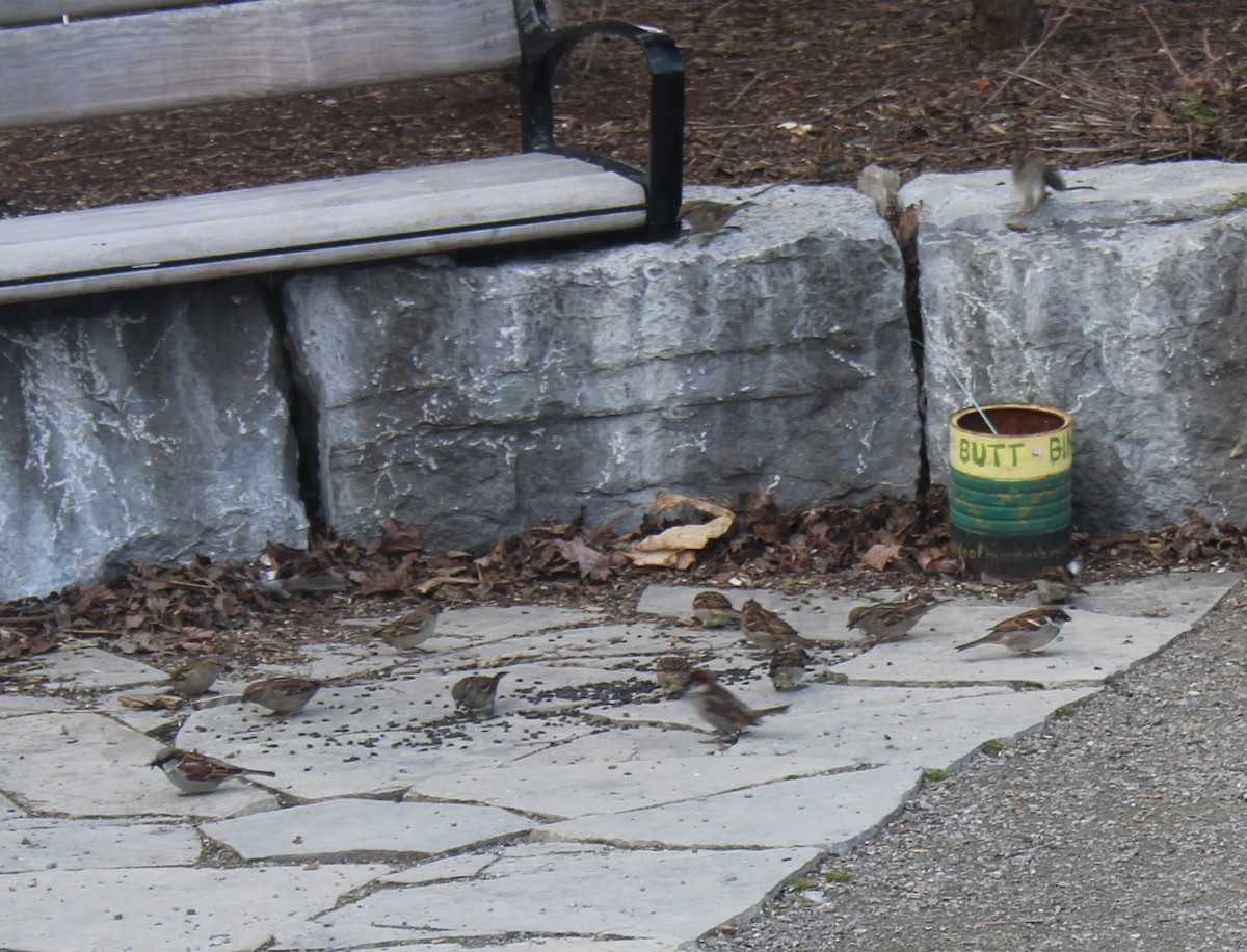 vrabec domácí - ML633040246