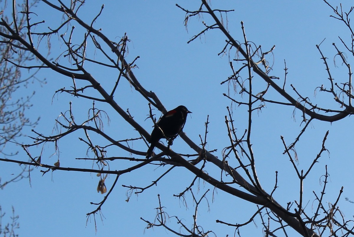 vlhovec červenokřídlý - ML633040260