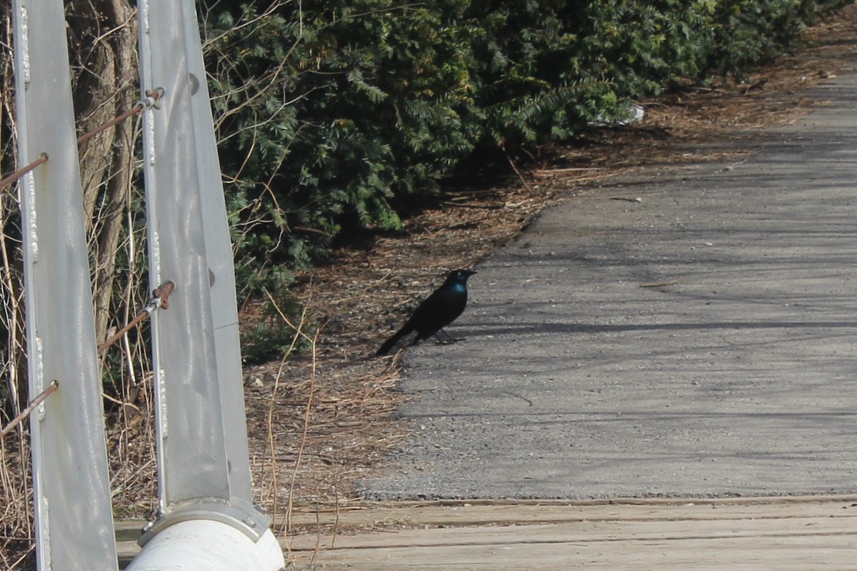 vlhovec lesklý - ML633040389