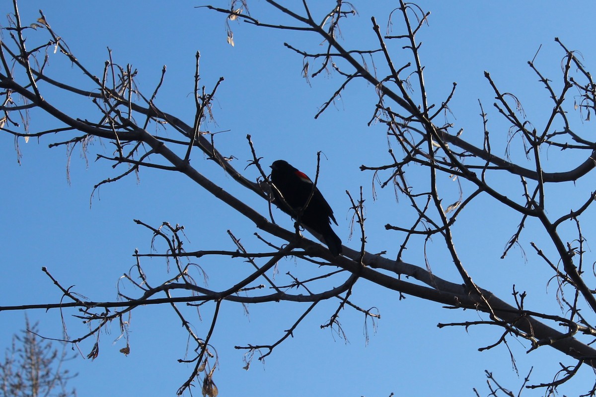 vlhovec červenokřídlý - ML633040462