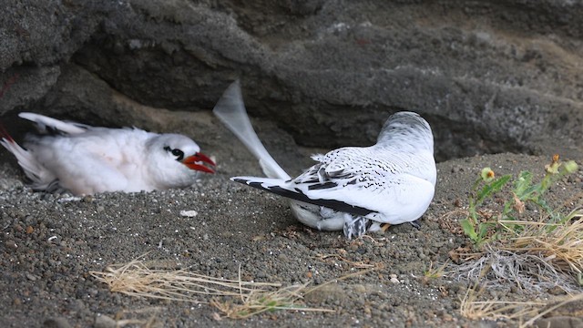 Red-billed Tropicbird - ML633040493