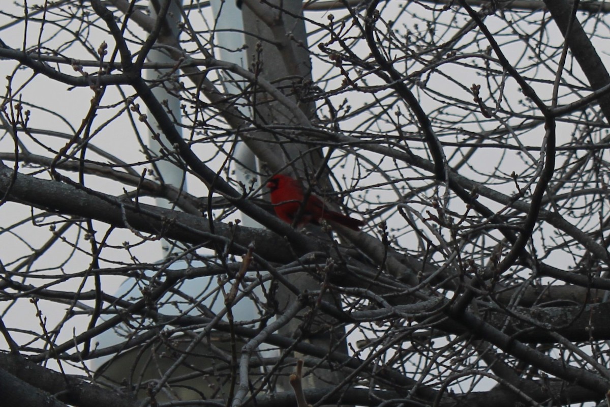 kardinál červený - ML633040519