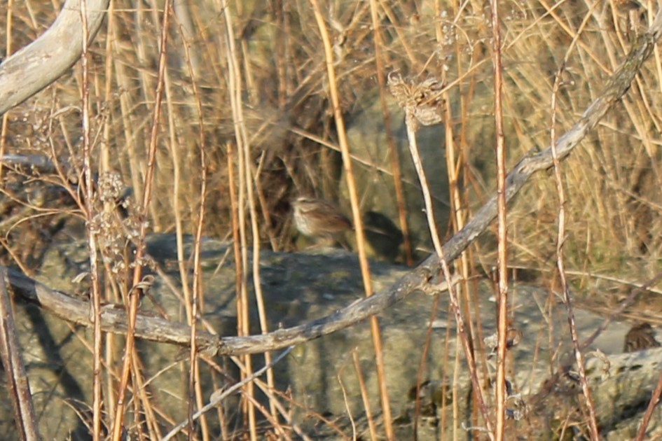 strnadec zpěvný - ML633040762