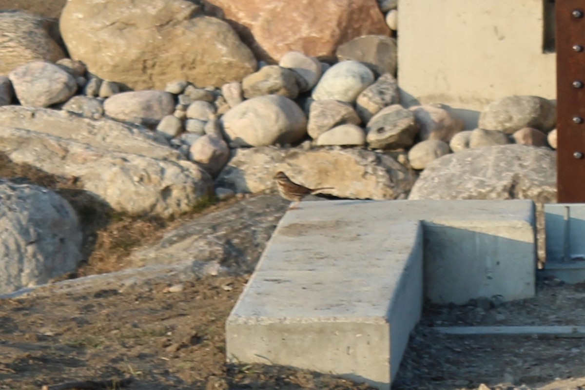 strnadec zpěvný - ML633040763