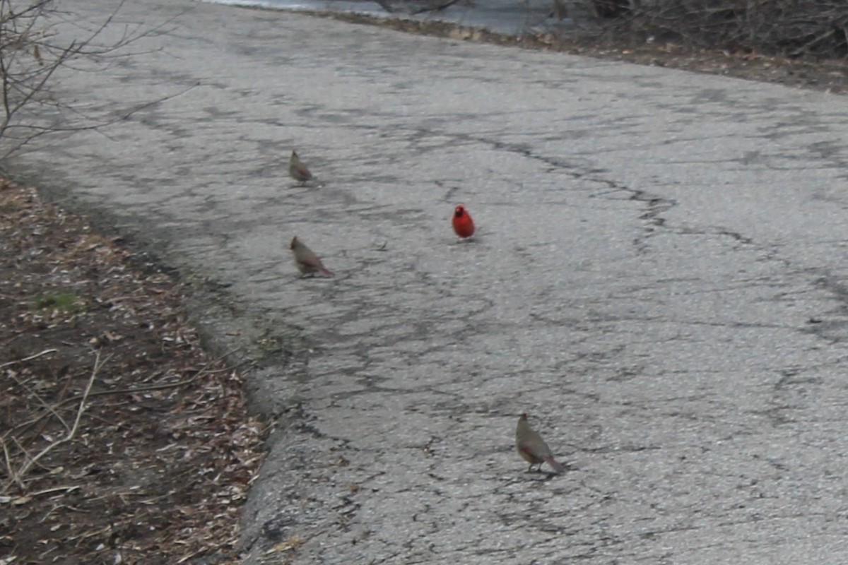 kardinál červený - ML633040805