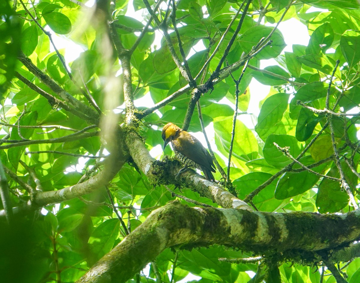 Lita Woodpecker - ML633041016