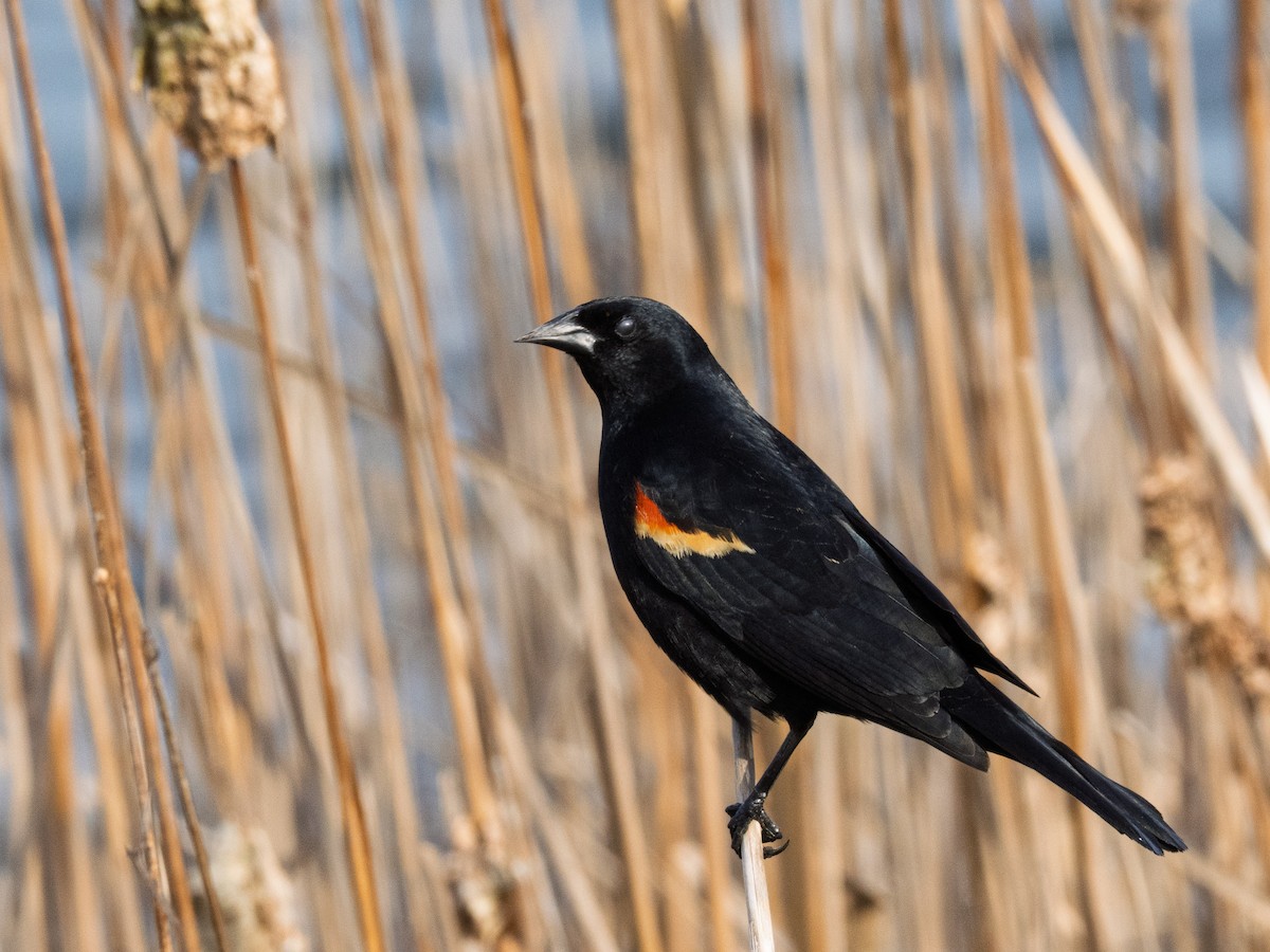 Red-winged Blackbird - ML633041037