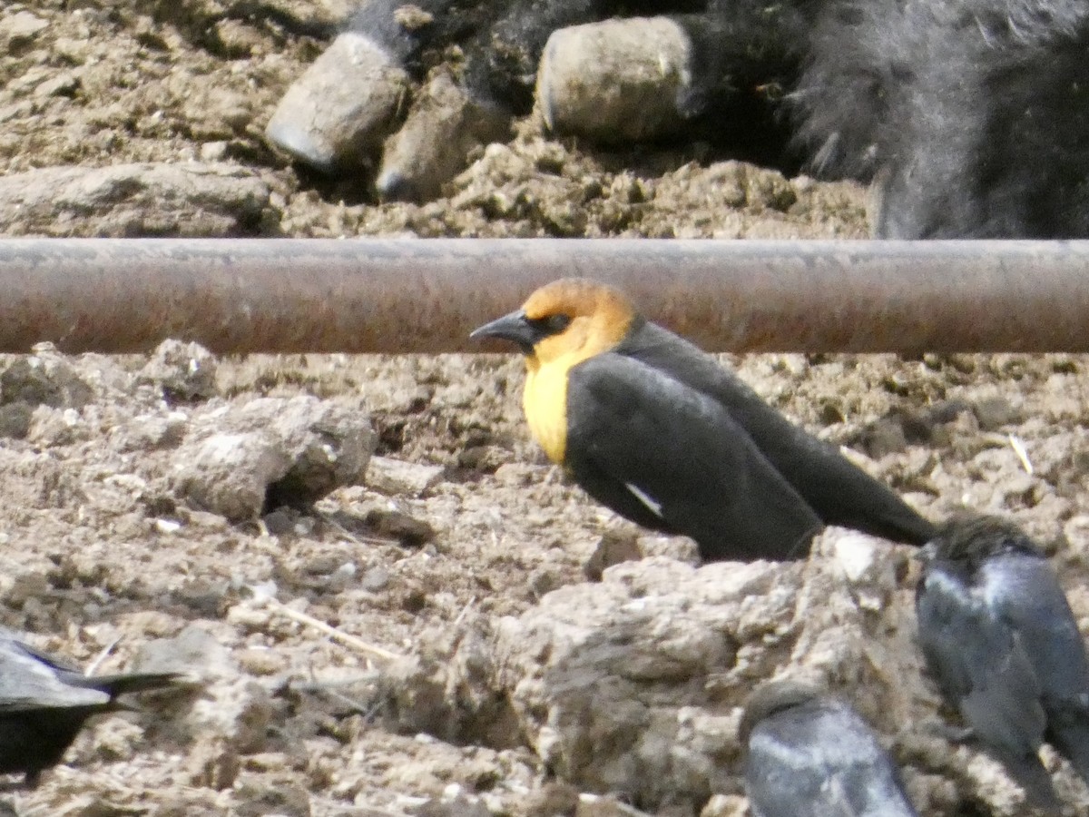 Yellow-headed Blackbird - ML633041208
